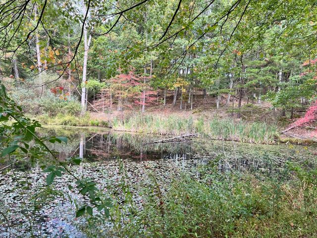 Trees reflected in the quiet water of the pond.