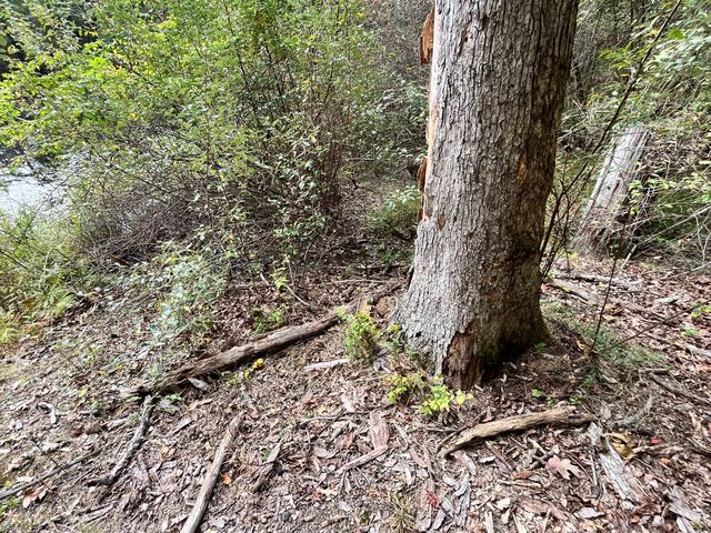 Tree roots and fallen leaves beside the path.